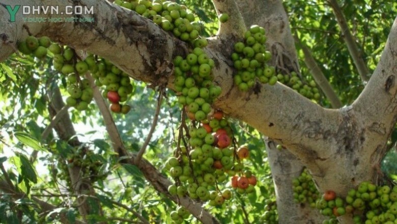 Cây dược liệu cây Sung, Ưu đàm thụ - Ficus racemosa L