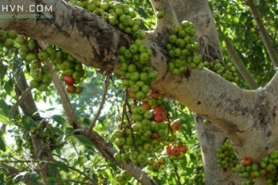 Cây dược liệu cây Sung, Ưu đàm thụ - Ficus racemosa L