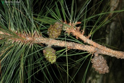 Cây dược liệu cây Thông ba lá, Ngo - Pinus kesiya Royle ex Gordon (P. khasya Hook. f.)