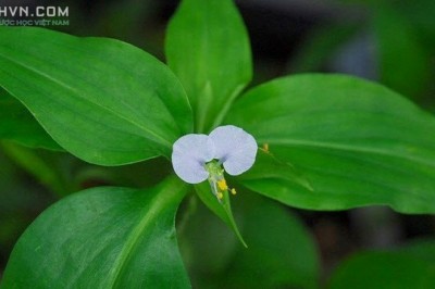 Cây dược liệu cây Thài lài trắng, Rau trai - Commelina diffusa Burm. f