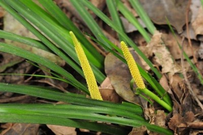 Cây dược liệu cây Thạch xương bồ, Thủy kiếm thảo, Nham xương bồ - Acorus tatarinowii Schott