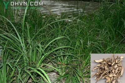 Cây dược liệu cây Thạch xương bồ nhỏ, Kim tiền bồ, Thạch ngô công - Acorus gramineus Ait. ex Soland. (A. pusillus Sieb.)