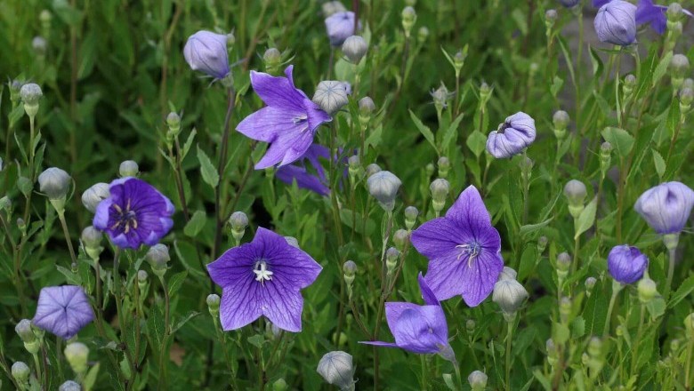 Cây dược liệu cây Cát cánh - Platycodon grandiflorum (Jacq) A. DC