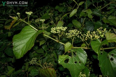 Cây dược liệu cây Nho núi - Ampelopsis brevipedunculata (Maxim.) Trautv