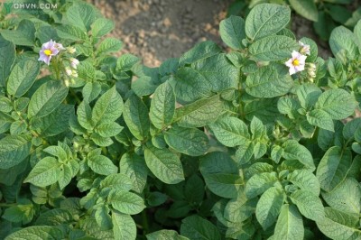 Cây dược liệu cây Khoai tây - Solanum tuberosum L