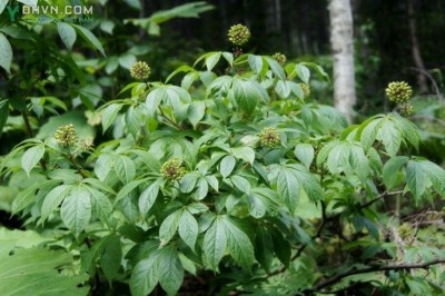 Cây dược liệu cây Ngũ gia gai - Acanthopanax senticosus (Rupr. et Maxim.) Harms (Eleutherococcus senticosus (Rupr. et Maxim.) Maxim.)