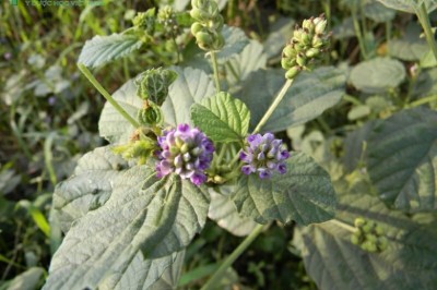 Cây dược liệu cây Phá cố chỉ, Bổ cốt chi, Ðậu miêu - Psoralea corylifolia L