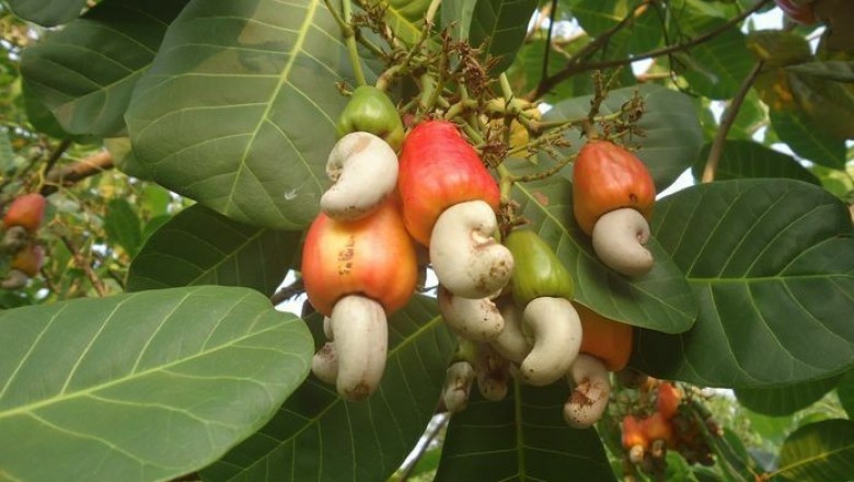 Cây dược liệu cây Ðào lộn hột, Ðiều - Anacardium occidentale L