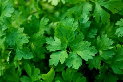 Cây dược liệu cây Mùi tây, Rau mùi tây - Petroselinum crispum (Mill.) Nym. ex Airy Shaw (P. sativum Hoflin.)
