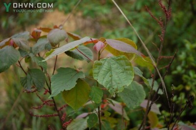 Cây dược liệu cây Vông đỏ, Long đồng nhỏ - Alchornea trewioides (Benth.) Muell. - Arg. (Stipellaria trewioides Benth.)