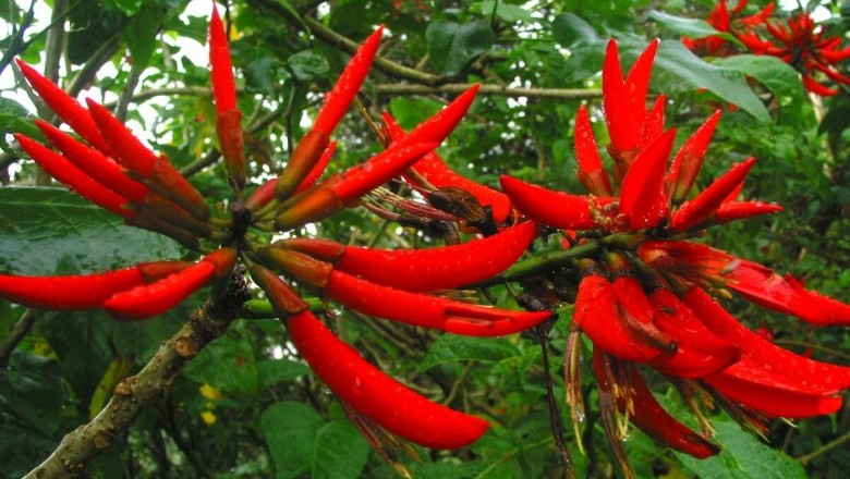 Cây dược liệu cây Vông nem, Cây lá vông - Erythrina variegata L. | CÂY ...