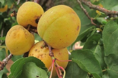 Cây dược liệu cây Mơ - Prunus armeniaca L. (Armeniaca vulgaris Lam.)