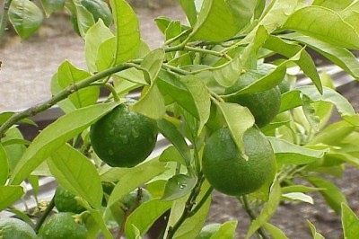 Cây dược liệu cây Cam hay Cam chanh - Citrus sinensis (L.) Osheck (C. aurantium L. var. dulcis L.)