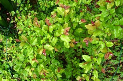 Cây dược liệu cây Canh châu, Chanh châu, Quanh châu - Sageretia theezans (L.) Brongn