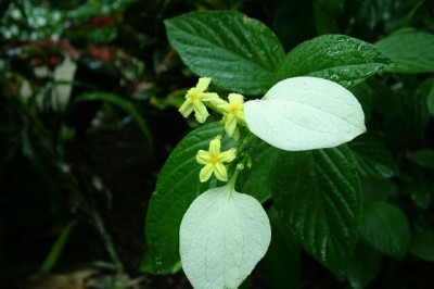 Cây dược liệu cây Bướm bạc, Bươm bướm, Bứa chùa - Mussaenda pubescens Ait. f