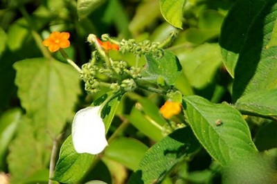 Cây dược liệu cây Bướm bạc quả nang, Bươm bướm, Hồ diệp - Mussaenda dehisens Craib