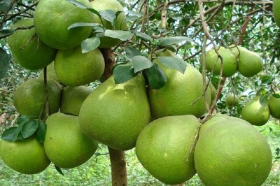 Cây dược liệu cây Bưởi - Citrus grandis (L.) Osbeek (C. maxima (Burm.) Merr., C. decumana Merr.)