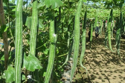 Cây dược liệu cây Mướp hỗ, Mướp tây, Bí con rắn - Trichosanthes anguina L