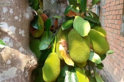 Cây dược liệu cây Mít - Artocarpus heterophyllus Lam