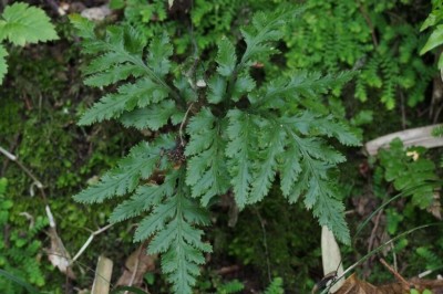 Cây dược liệu cây Âm địa quyết – Botrychium ternatum (Thunb) Sw