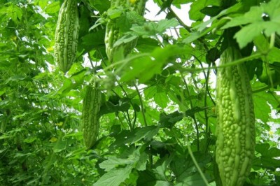 Cây dược liệu cây Mướp đắng, Khổ qua, Lương qua - Momordica charantia L