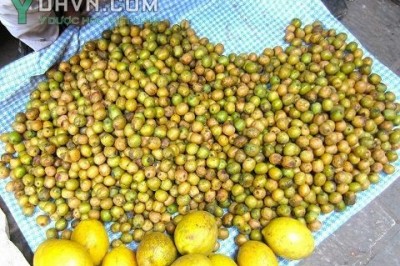 Cây dược liệu cây Xoan nhừ, Xuyên cúc - Choerospondias axillaris (Roxb.) Burtt et Hill