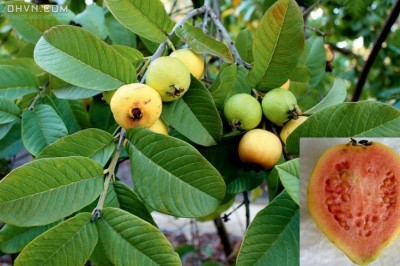 Cây dược liệu cây Ổi - Psidium guajava L