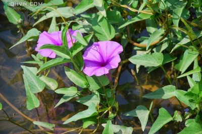 Cây dược liệu cây Rau muống - Ipomoea aquatica Forssk