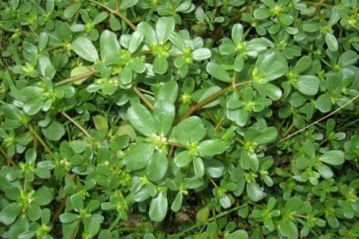 Cây dược liệu cây Rau sam, Mã xì hiện - Portulaca oleracea L