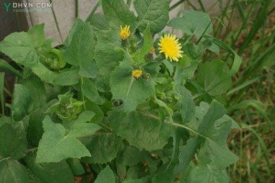 Cây dược liệu cây Rau cúc sữa, Nhũ cúc rau, Rau diếp đắng - Sonchus oleraceus L