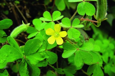 Cây dược liệu cây Chua me đất hoa vàng, Chua me ba chìa - Oxalis corniculata L