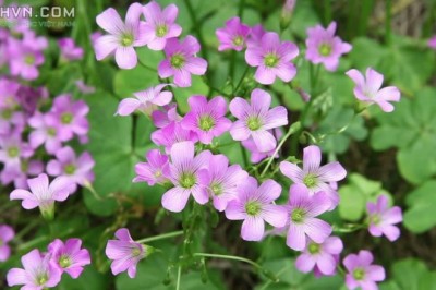 Cây dược liệu cây Chua me đất hoa hồng - Oxalis corymbosa DC. (O. martiana Zucc.)