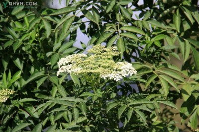 Cây dược liệu cây Cơm cháy, Sóc dịch - Sambucus javanica Reinw. ex Blume