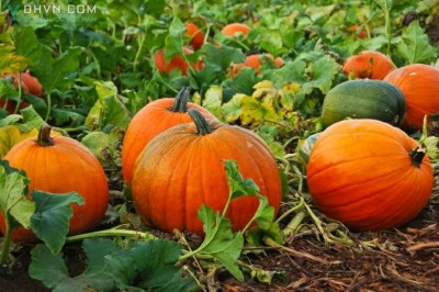 Cây dược liệu cây Bí ngô, Bí ử, Bí sáp - Cucurbita pepo L