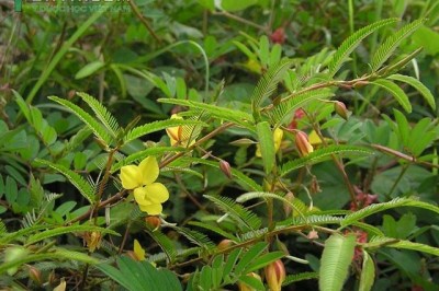 Cây dược liệu cây Muồng trinh nữ, Trà tiên, Mắc cỡ đất - Cassia mimosoides L