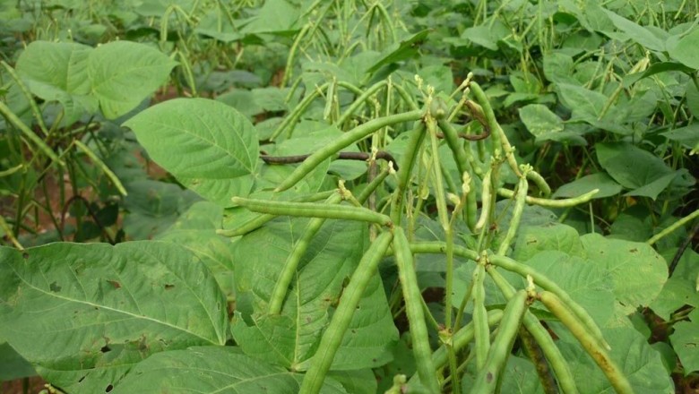 Cây dược liệu cây Đậu xanh, Đậu chè, Dâu tằm - Vigna radiata (L.) Wilczek var. radiata (Phaseolus radiatus L.)