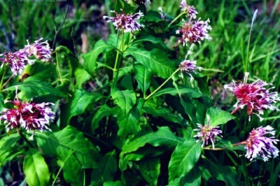 Cây dược liệu cây Ba gạc lá to, cây Nhanh - Rauvolfia cambodiana Pierre ex Pit