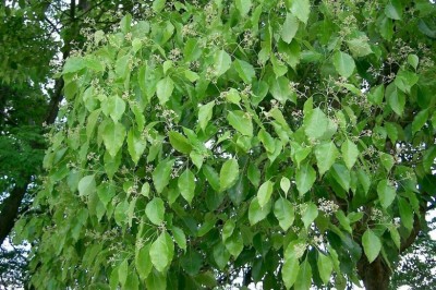 Kỹ thuật trồng cây Long Não, rã hương - Cinnamomum camphora
