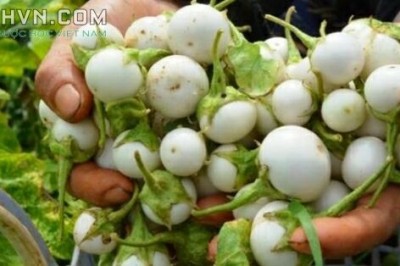 Cây dược liệu cây Cà pháo - Solanum undatum Poir