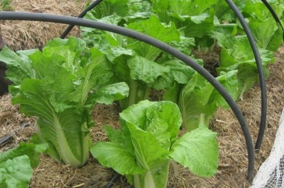 Cây dược liệu cây Cải thảo, Cải bắp dài, Cải bao, Cải trắng cuốn lá -  Brasica pekinensis Rupr