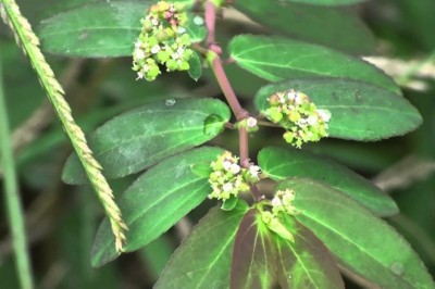 Cây dược liệu cây Lá hến, cây Cào cào, Cỏ sữa lá ban - Euphorbia hypericifolia L