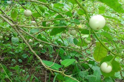 Những công dụng và cách dùng Cà pháo chữa bệnh