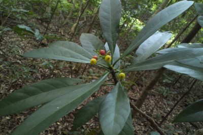 Công dụng và tác dụng chữa bệnh của cây Lấu, Lấu đỏ, Men sứa - Psychotria rubra