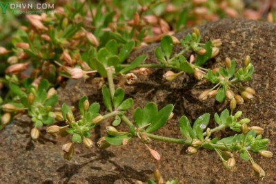 Cây dược liệu cây Rau đắng đất, Rau đắng lá vòng - Glinus oppositifolius (L) Dc
