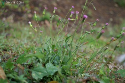 Cây dược liệu cây Rau má lá rau muống, Rau chua lè, Cỏ huy - Emilia sonchifolia (L) DC