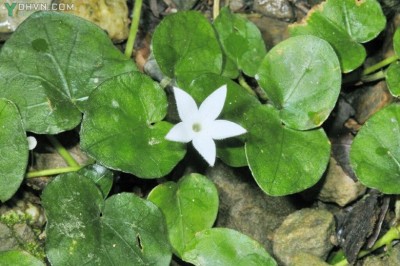 Cây dược liệu cây Rau má núi - Geophila herbacea (L) Kuntze (G reinformis Don)