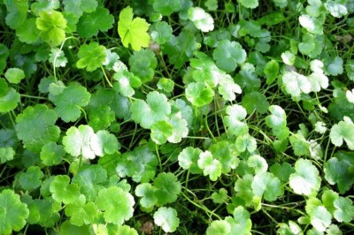 Cây dược liệu cây Rau má mỡ, Rau má họ, Rau má chuột - Hydrocotyle sibthorpioides Lam (H. rotumdifolia Roxb)