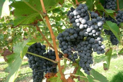 Cây dược liệu cây Nho - Vitis vinifera L