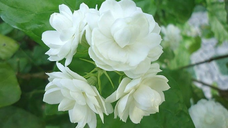 Cây dược liệu cây Nhài, Lài - Jasminum sambac (L.), Ait