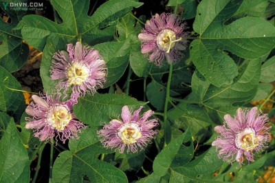 Cây dược liệu cây Lạc tiên cảnh - Passiflora caerulea L